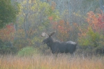 Moose-on-A-Lake